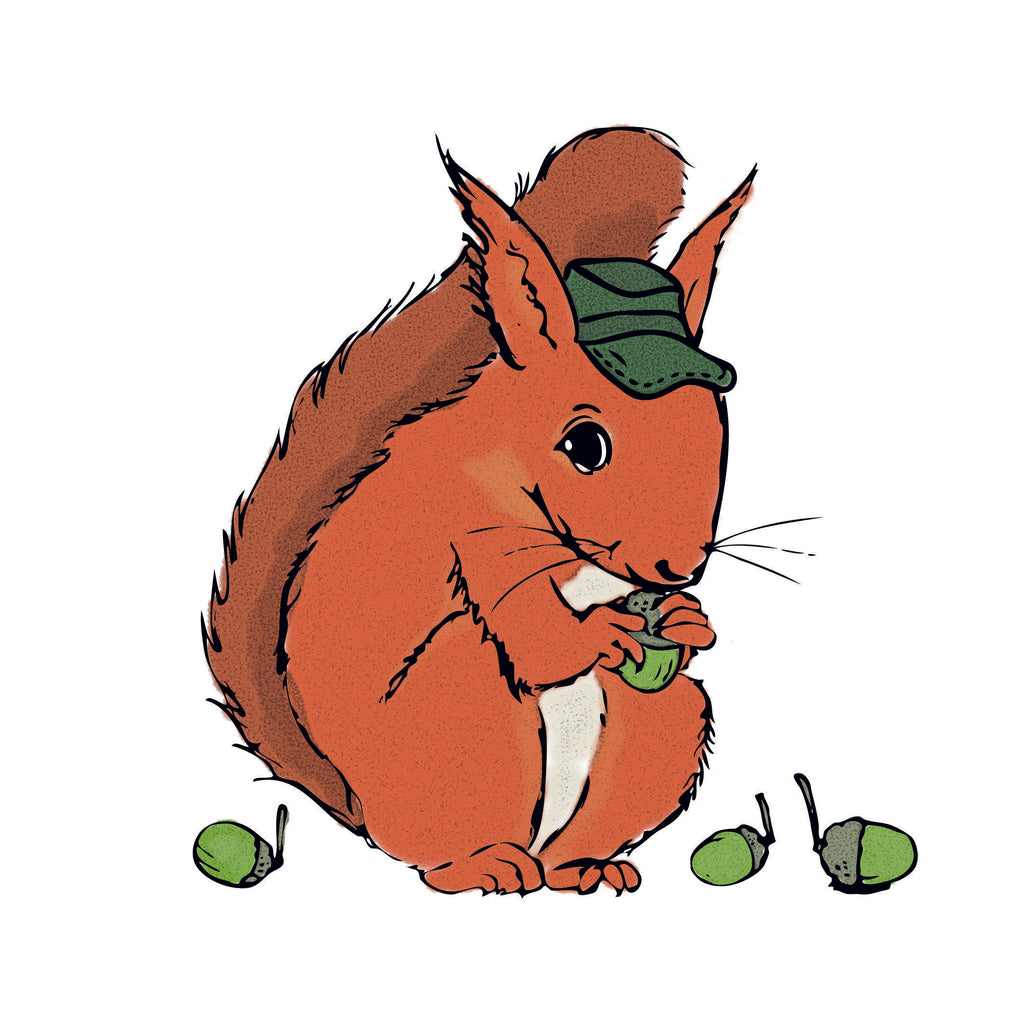Illustration. En ekorre sitter och äter ekollon, den har en grön keps på huvudet.